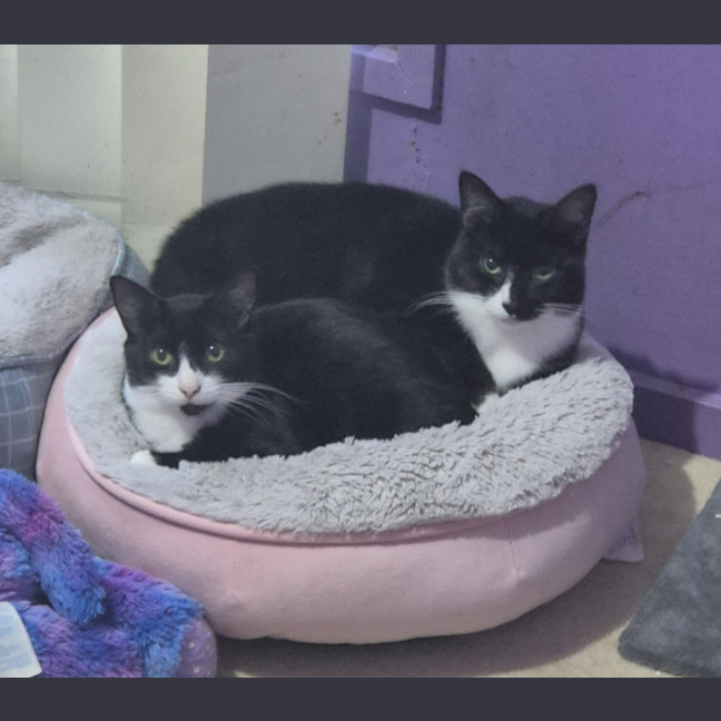 Photo of Nora & Oskar *9 Lives Project Rescue*