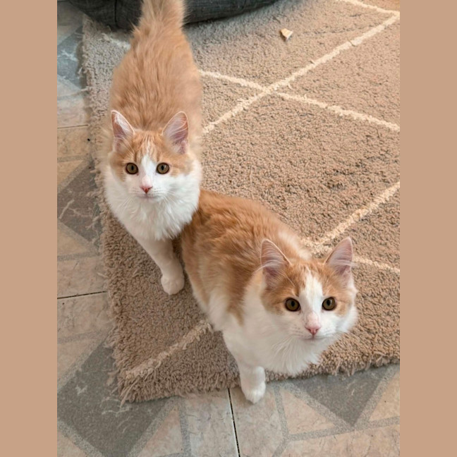 Photo of Muffin