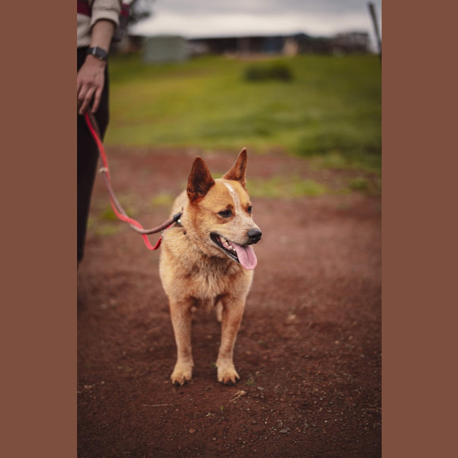 Photo of Cooper