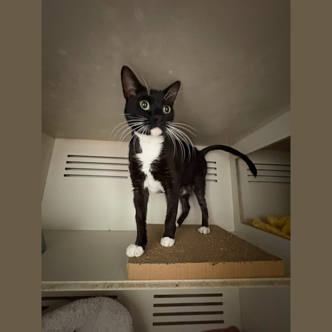 Photo of Kingston