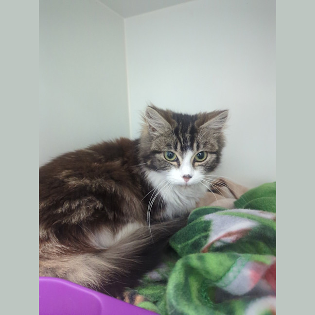 Photo of Blossom