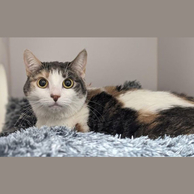 Photo of Sesame
