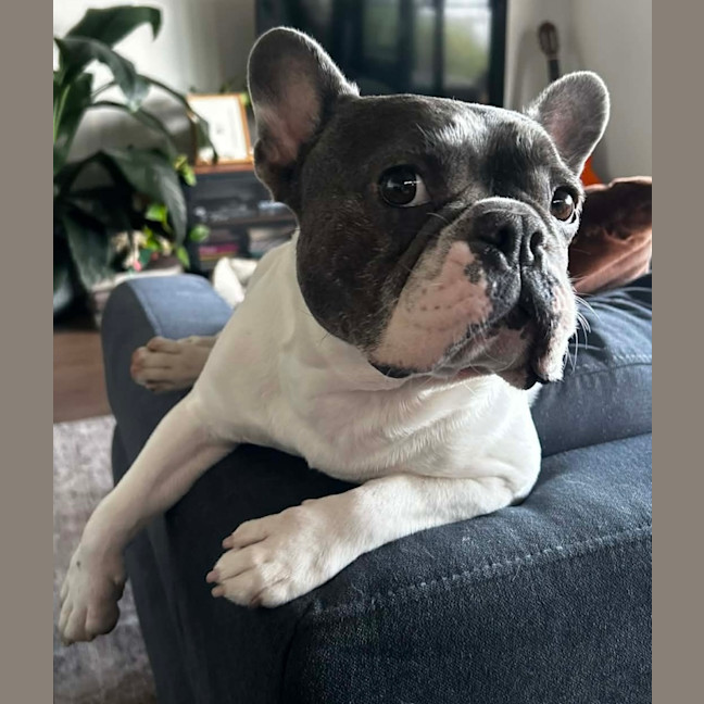 Photo of Dolly 