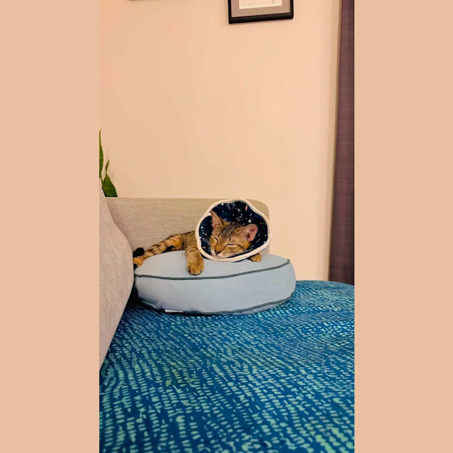 Photo of Star