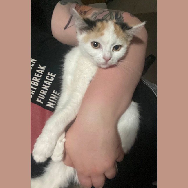 Photo of Lyla **2nd Chance Cat Rescue**