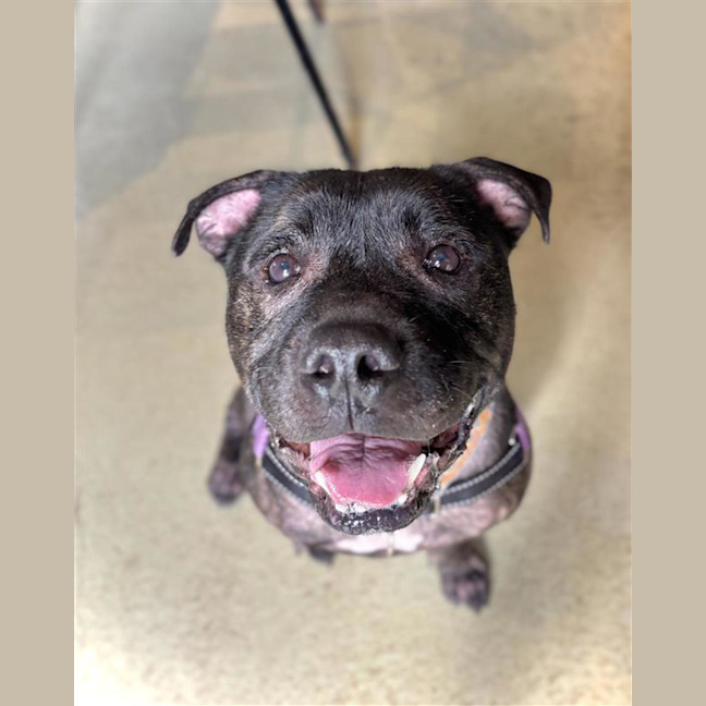 Photo of Diesel 