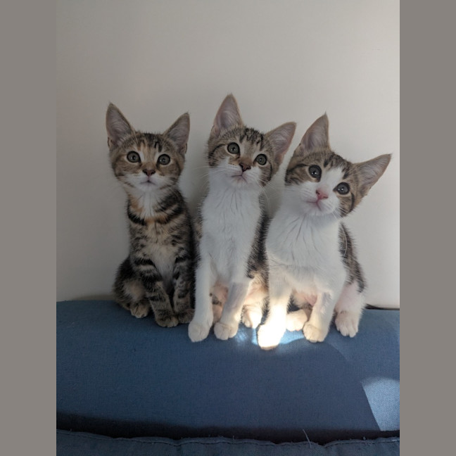 Photo of Blanche Golden