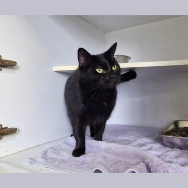 Photo of Soot