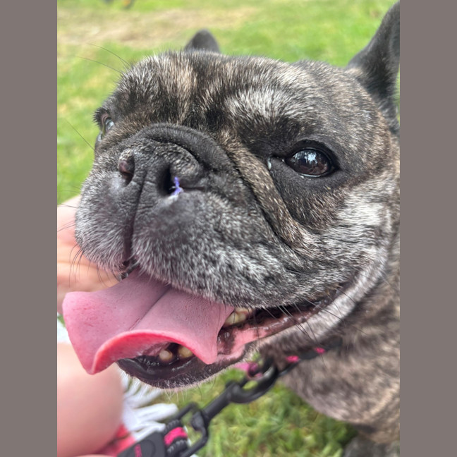 Photo of Olive