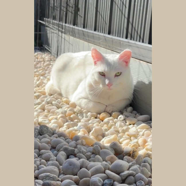 Photo of Jasmine 