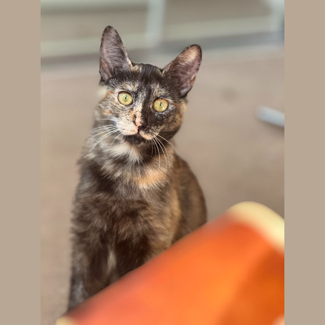 Photo of Stella