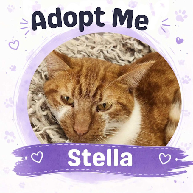 Photo of Stella