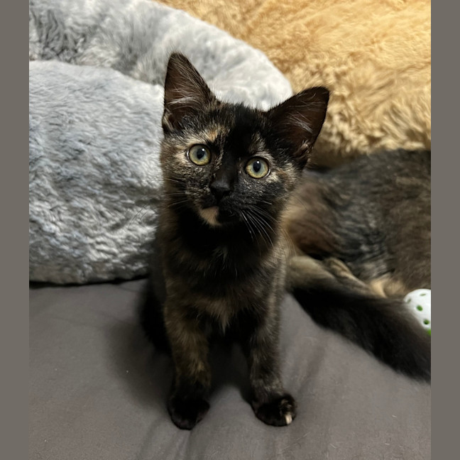 Photo of Ivy