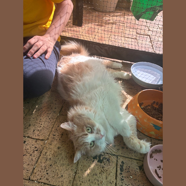 Photo of Kovu