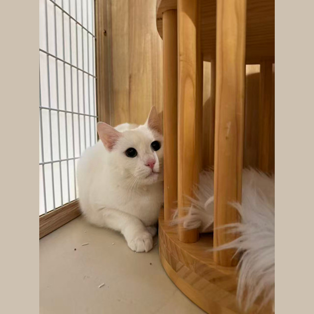 Photo of Miu Miu