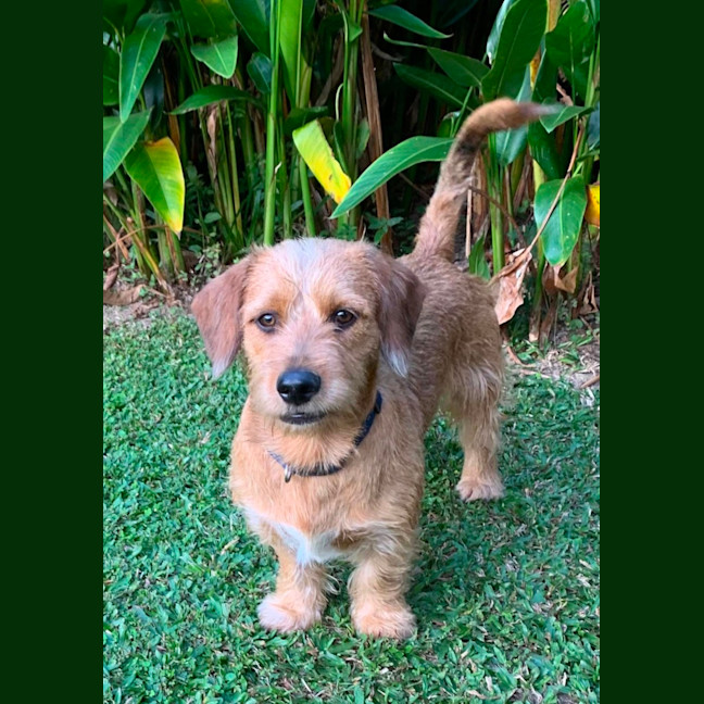 Photo of Maurice & Sheba