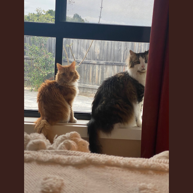 Photo of Phoenix & Harper