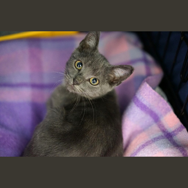 Photo of Lollie