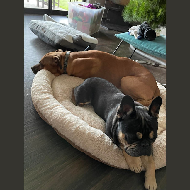 Photo of Apollo