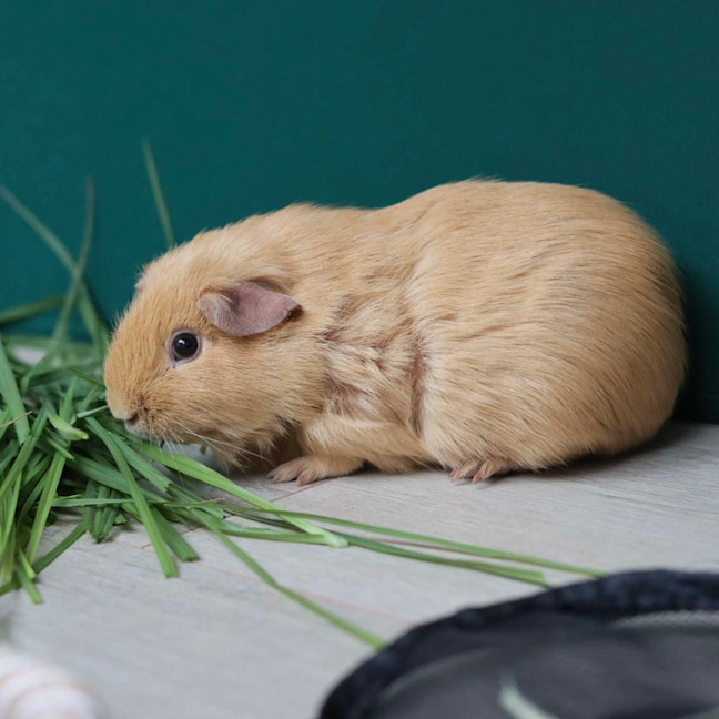 Photo of Peanut