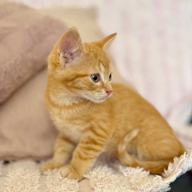 Photo of Harry   In Foster Care In Croydon