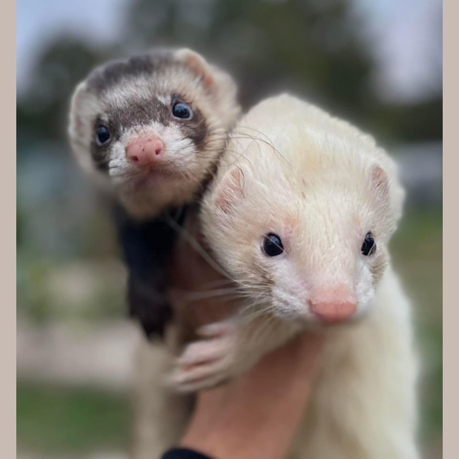 Photo of Jora & Theon