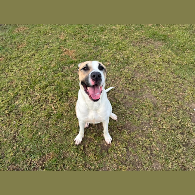 Photo of Schnookums Imp 1554