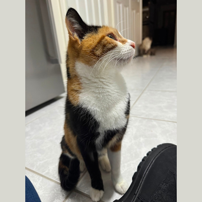 Photo of Mittens