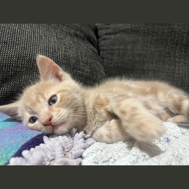 Photo of Trinket