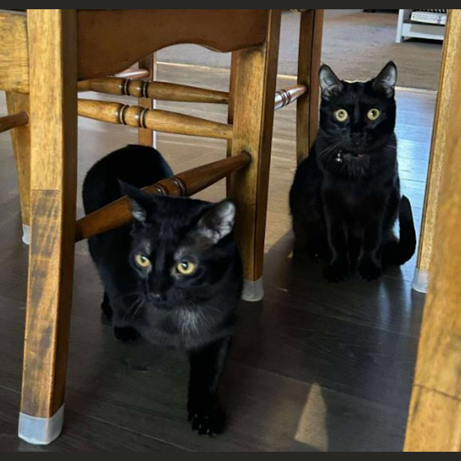 Photo of Violet And Prickle