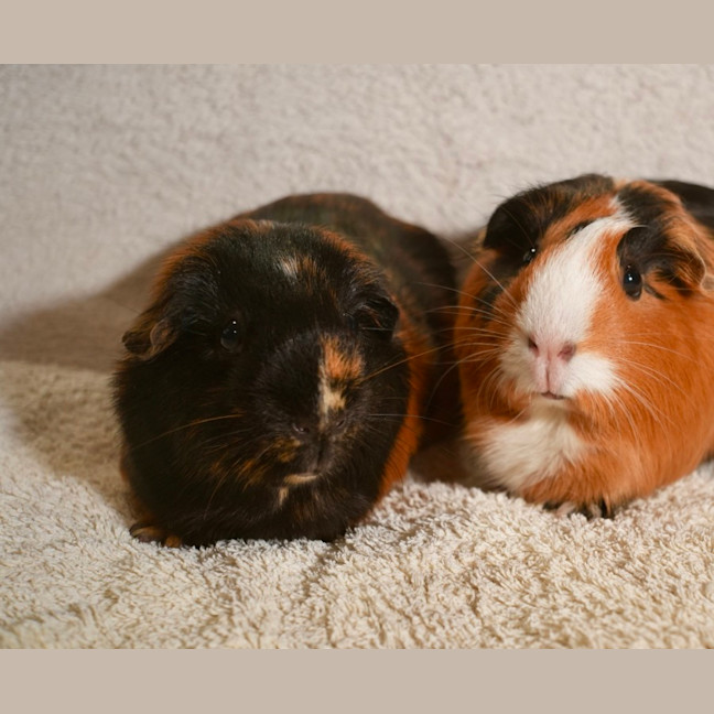 Photo of Sausage & Nutmeg