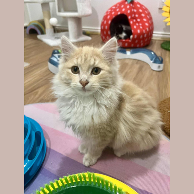 Photo of Juniper   In Foster In Doreen