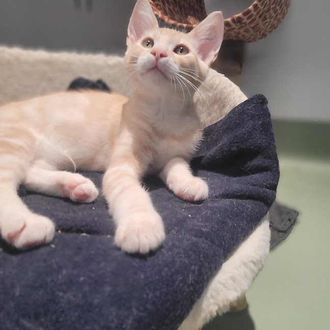 Photo of Mango