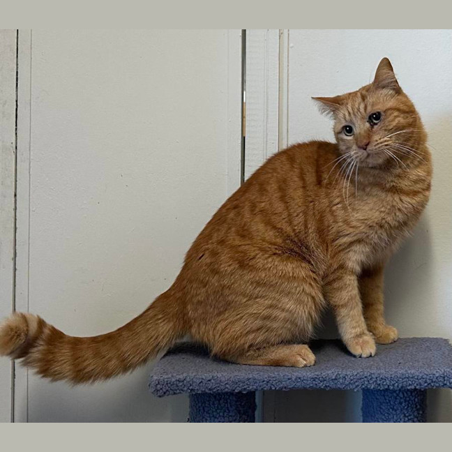 Photo of Link
