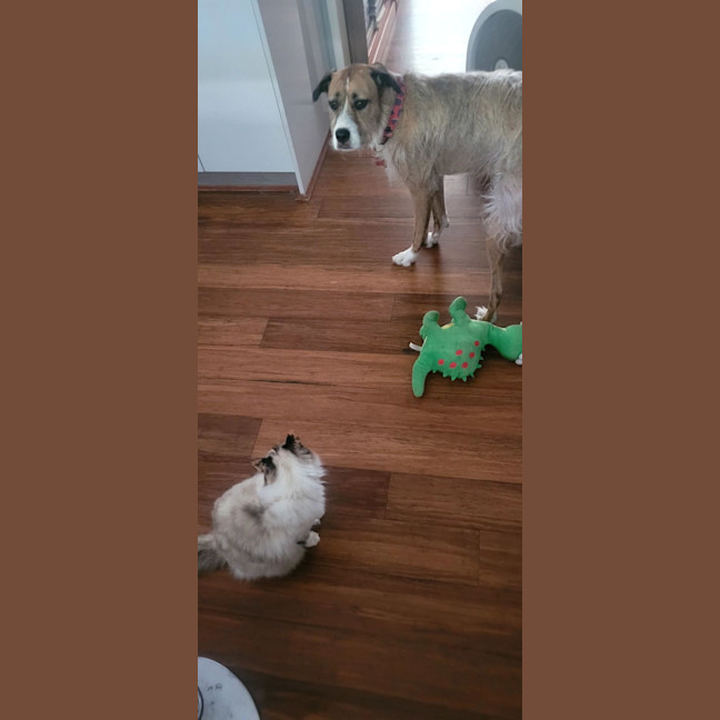 Photo of Gigi   6 Year Old Ragdoll