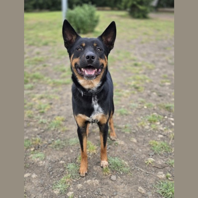 Photo of Amos (67570)