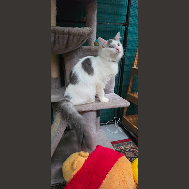 Photo of Olcay**2nd Chance Cat Rescue**