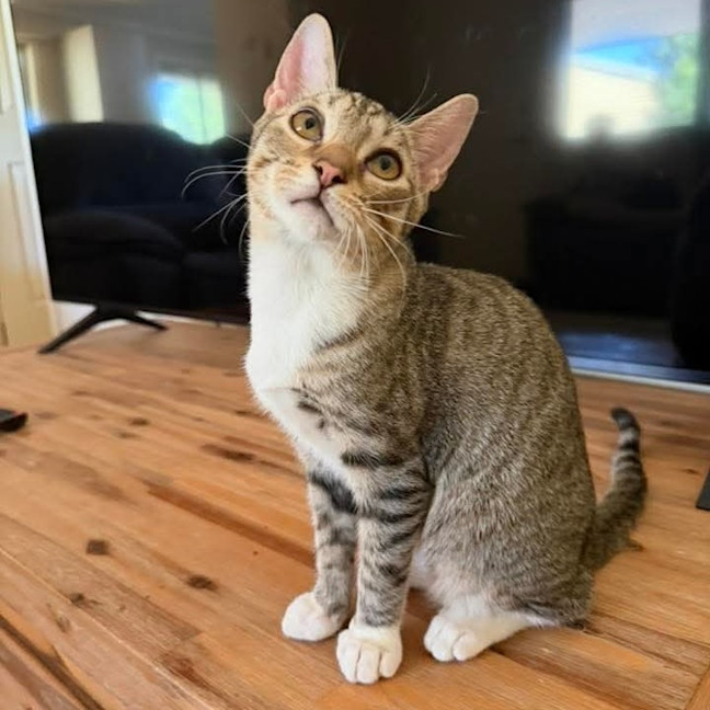 Photo of Moose