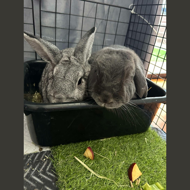 Photo of Juniper / Melon