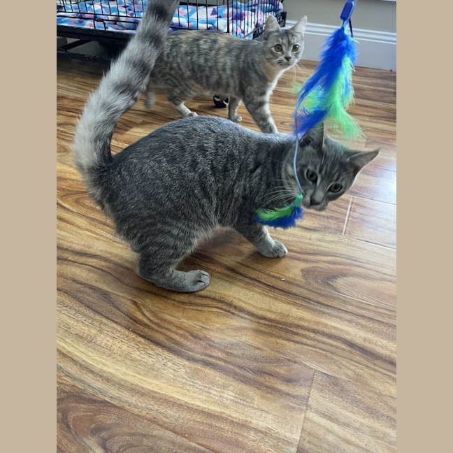 Photo of Harley   Now Available At Pe Tquarters Rutherford