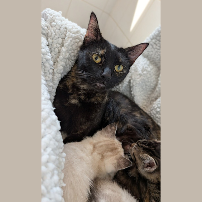 Photo of Sushi