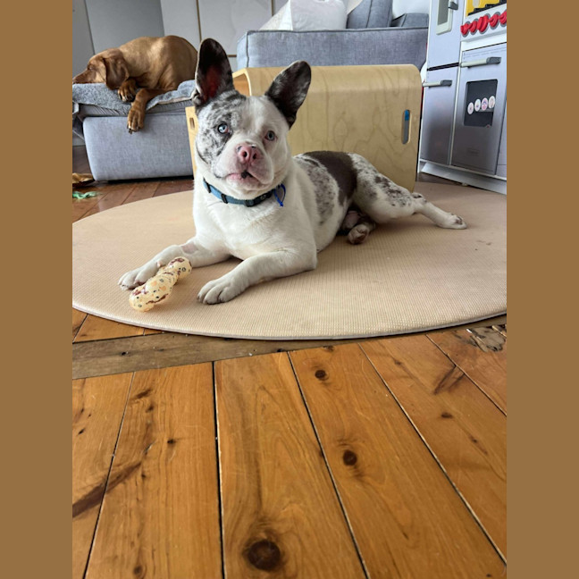 Photo of Piglet ~ French Bull Dog X Cattle Dog