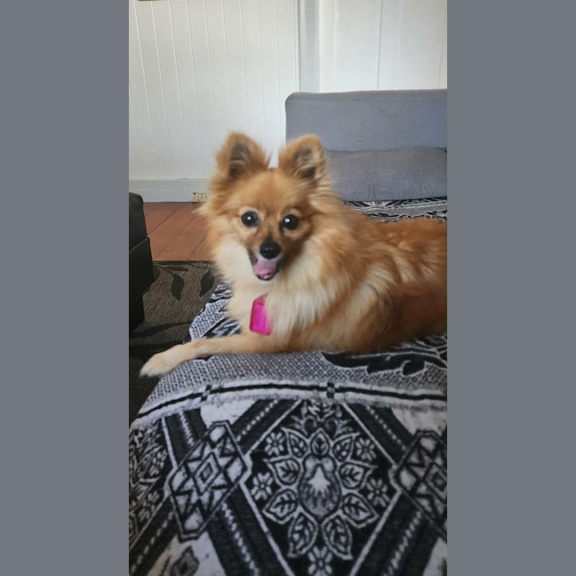 Photo of Cookie 
