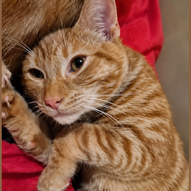Photo of Simba