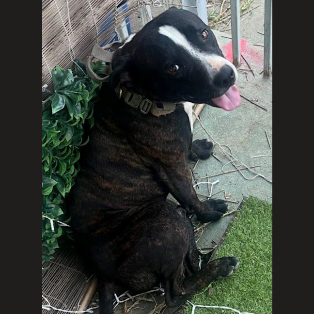 Photo of Hank Peggotty