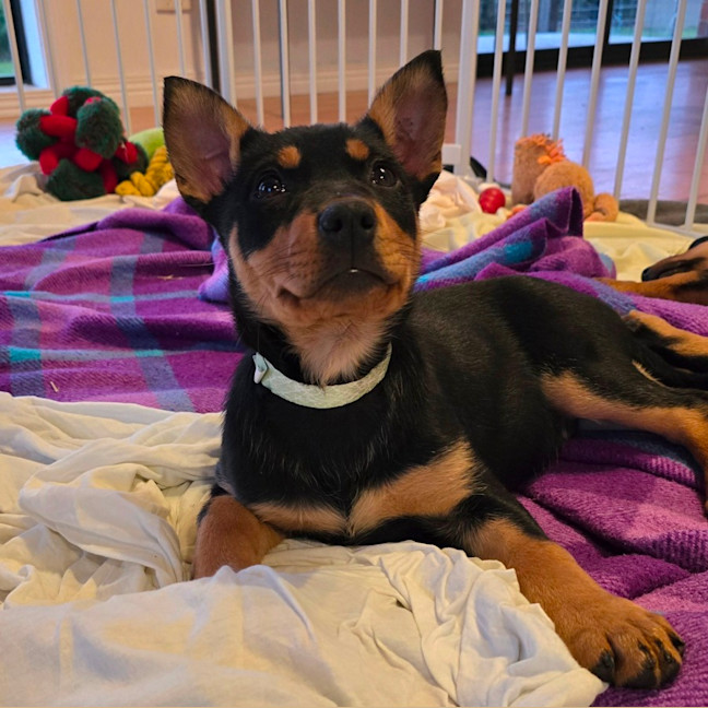 Photo of Cauliflower