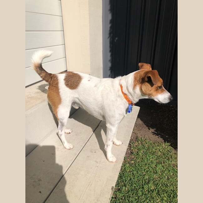 Photo of Archio   2 Year Old Jack Russell X (Trial)