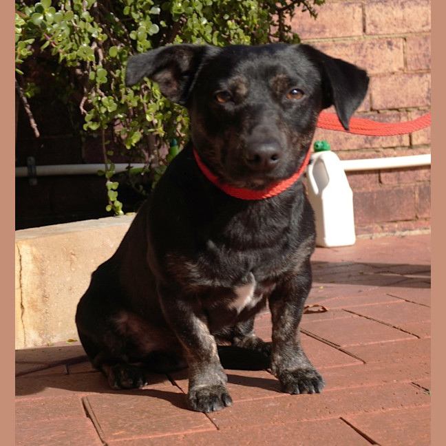 Photo of Brinkley