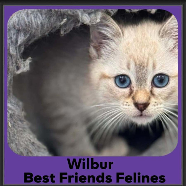 Photo of Wilbur 