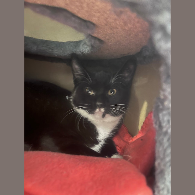 Photo of Owlette